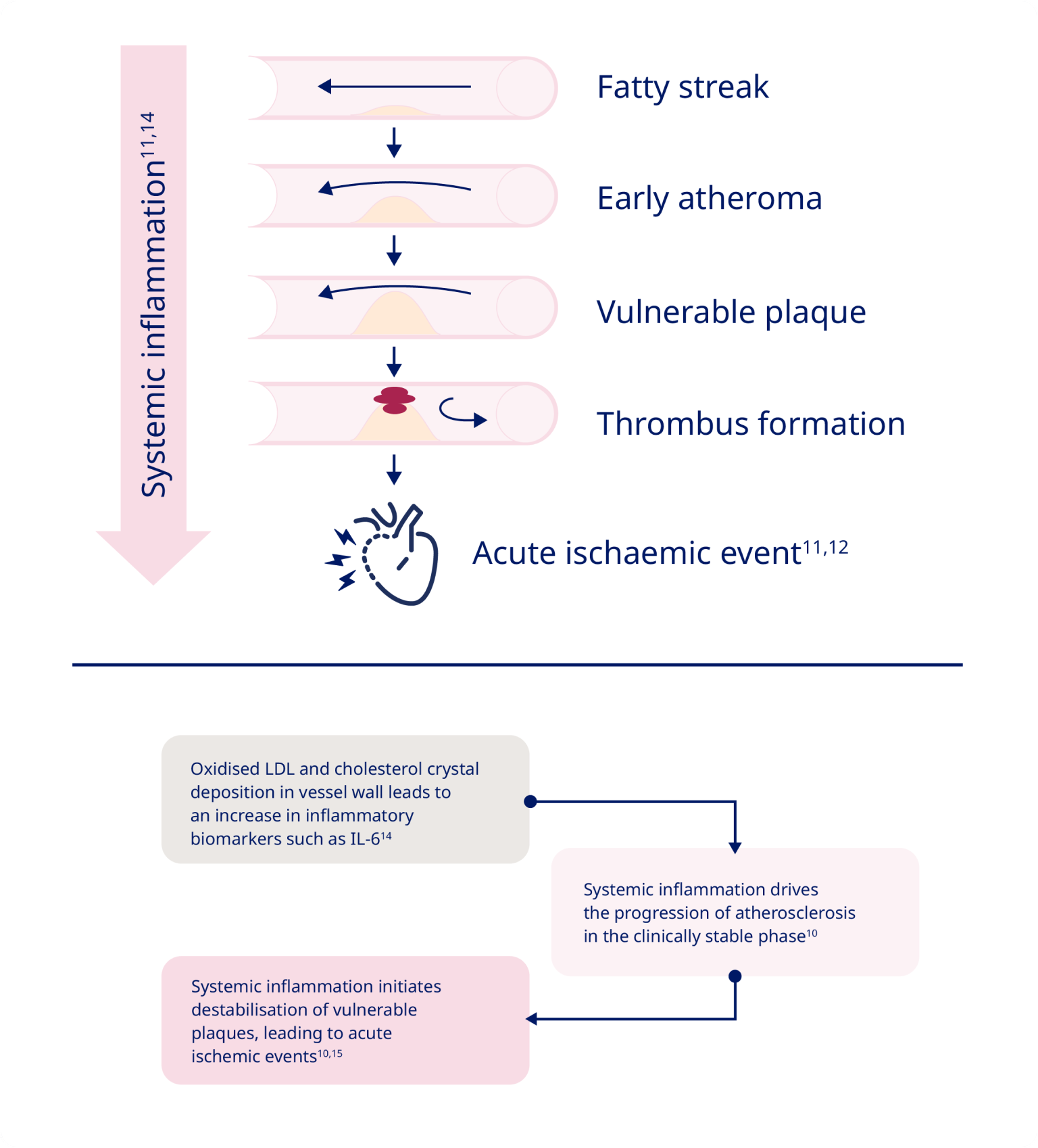 Primary Ascvd Algorithm ASCVD and Systemic Inflammation